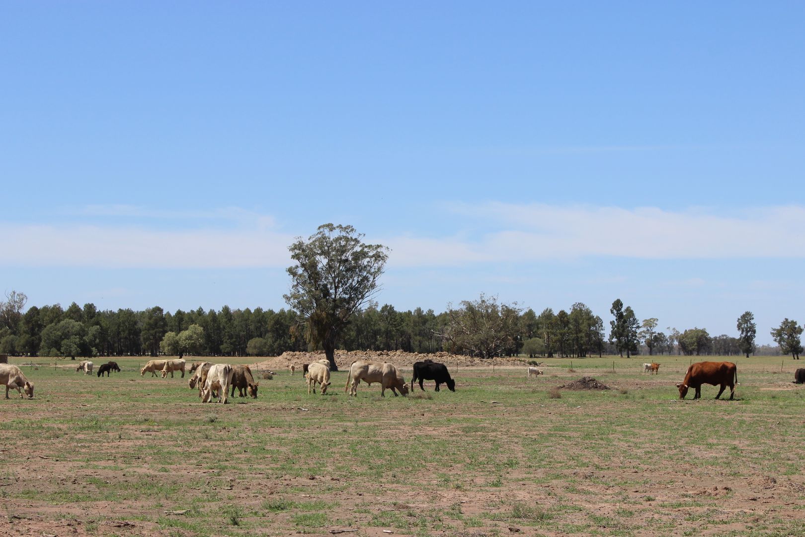 Collie NSW 2827 House for Sale Domain