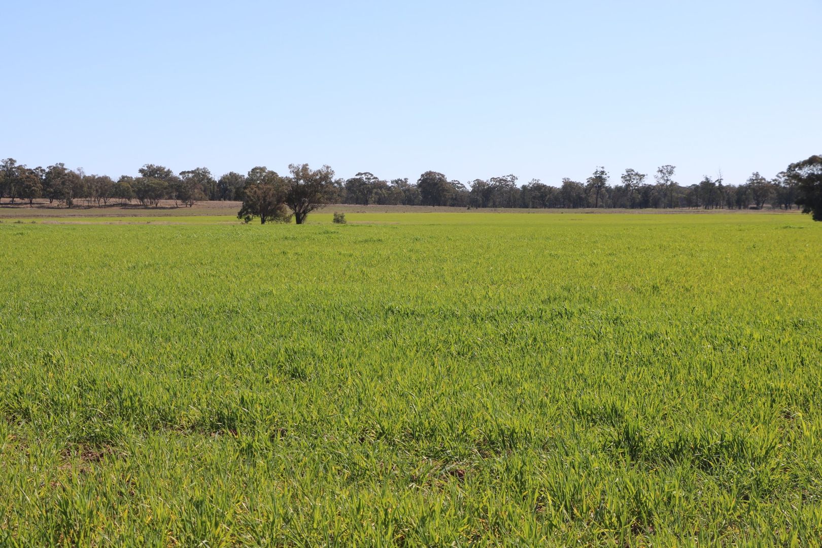 Back Trundle Road, Parkes NSW 2870, Image 1