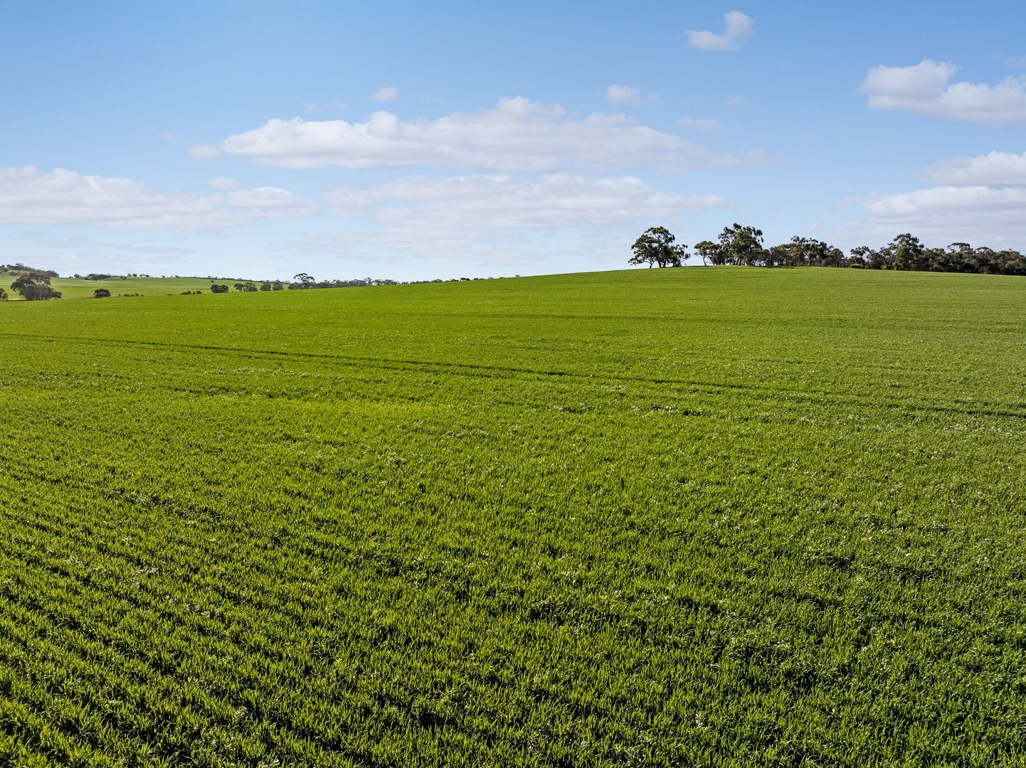 'Pearce's' Gladstone - Beetaloo Road, Gladstone SA 5473, Image 0