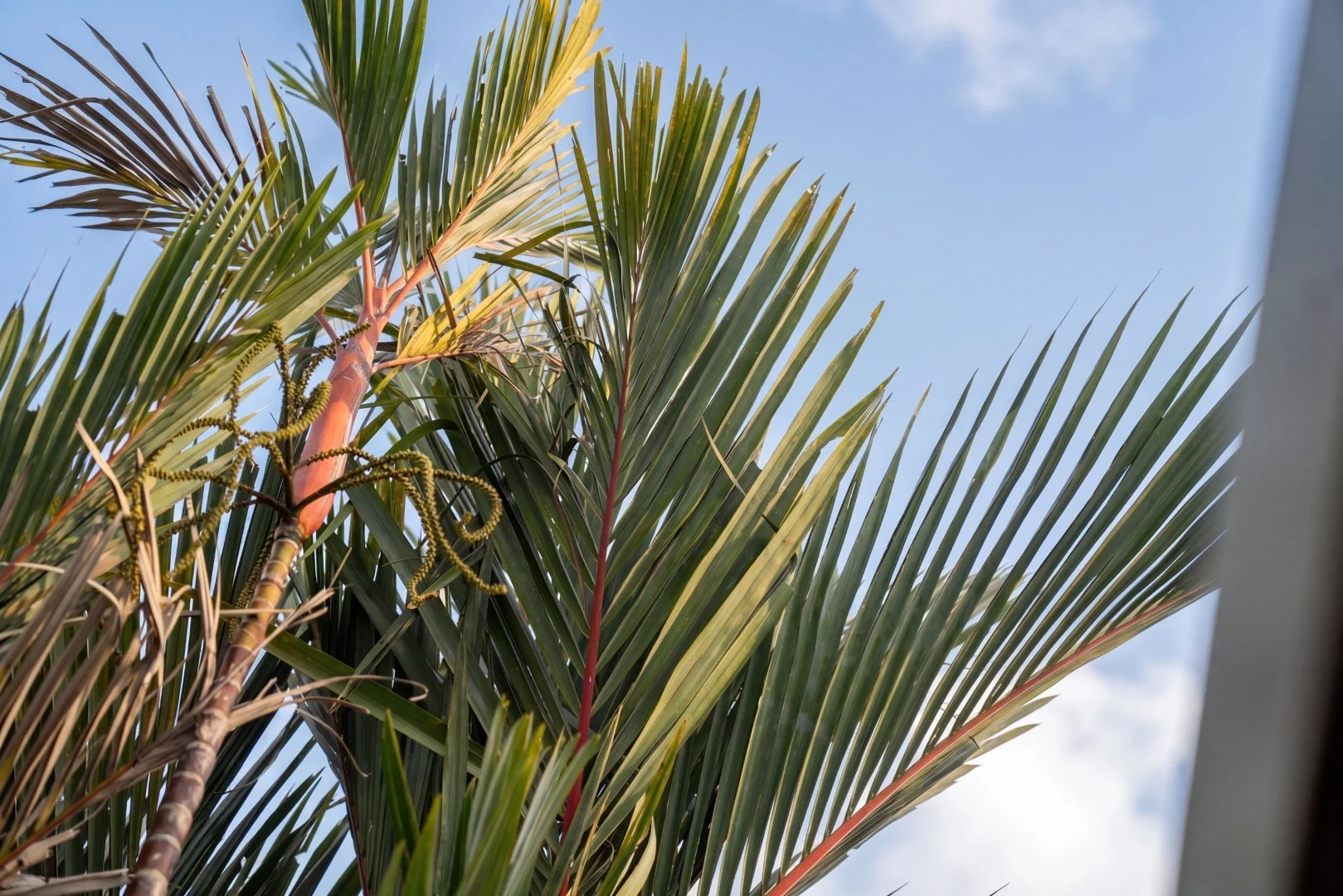 Additional image 24 of 72 Callum Street, Mooroobool QLD 4870