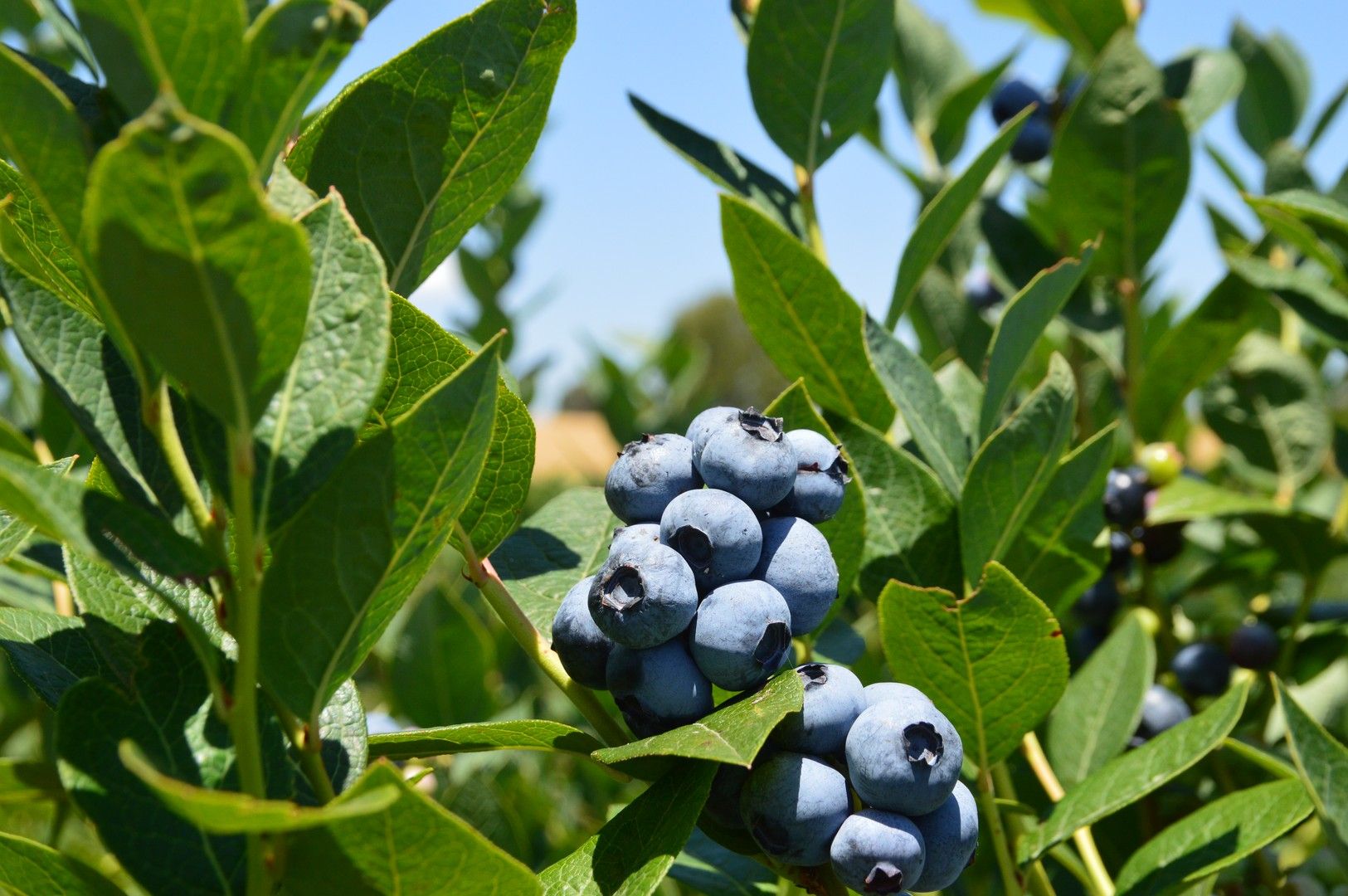 247 Tumbarumba Road, Tumbarumba NSW 2653 Specialist Farm for Sale