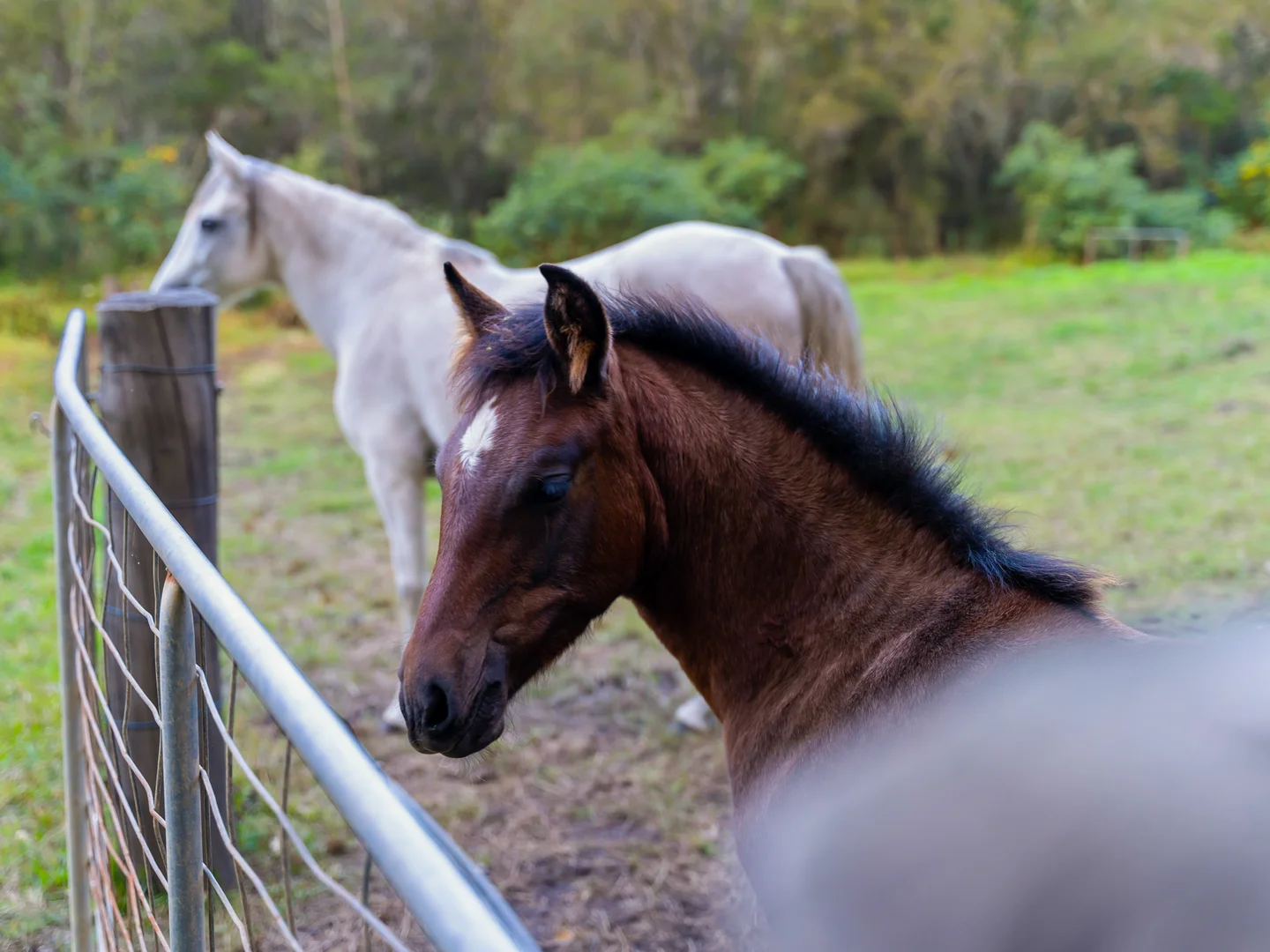 Additional image 5 of Webbs Creek NSW 2775