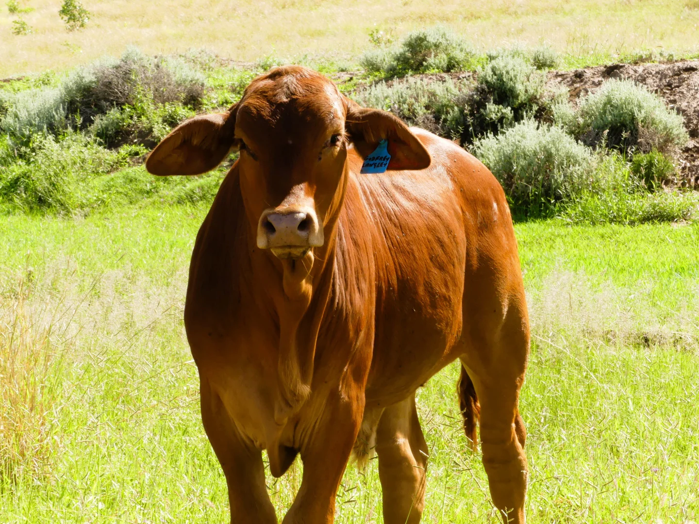 Additional image 26 of 'Langley' 344 Clarke Creek Road, Dulacca QLD 4425