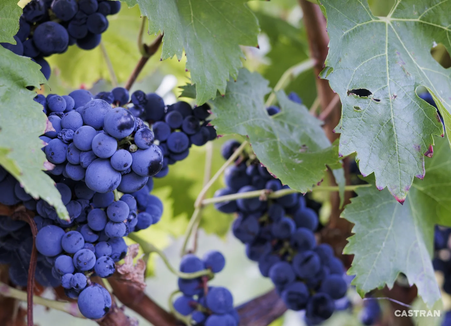 Additional image 19 of 6 Maddens Lane, Coldstream VIC 3770