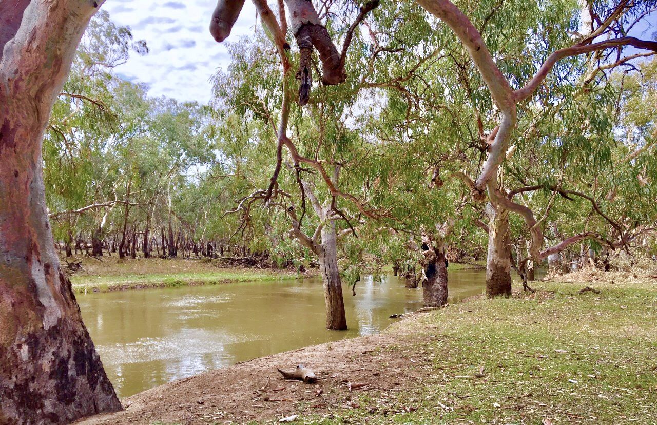 'Lemnos' 981 North Forbes Road, Condobolin NSW 2877, Image 0