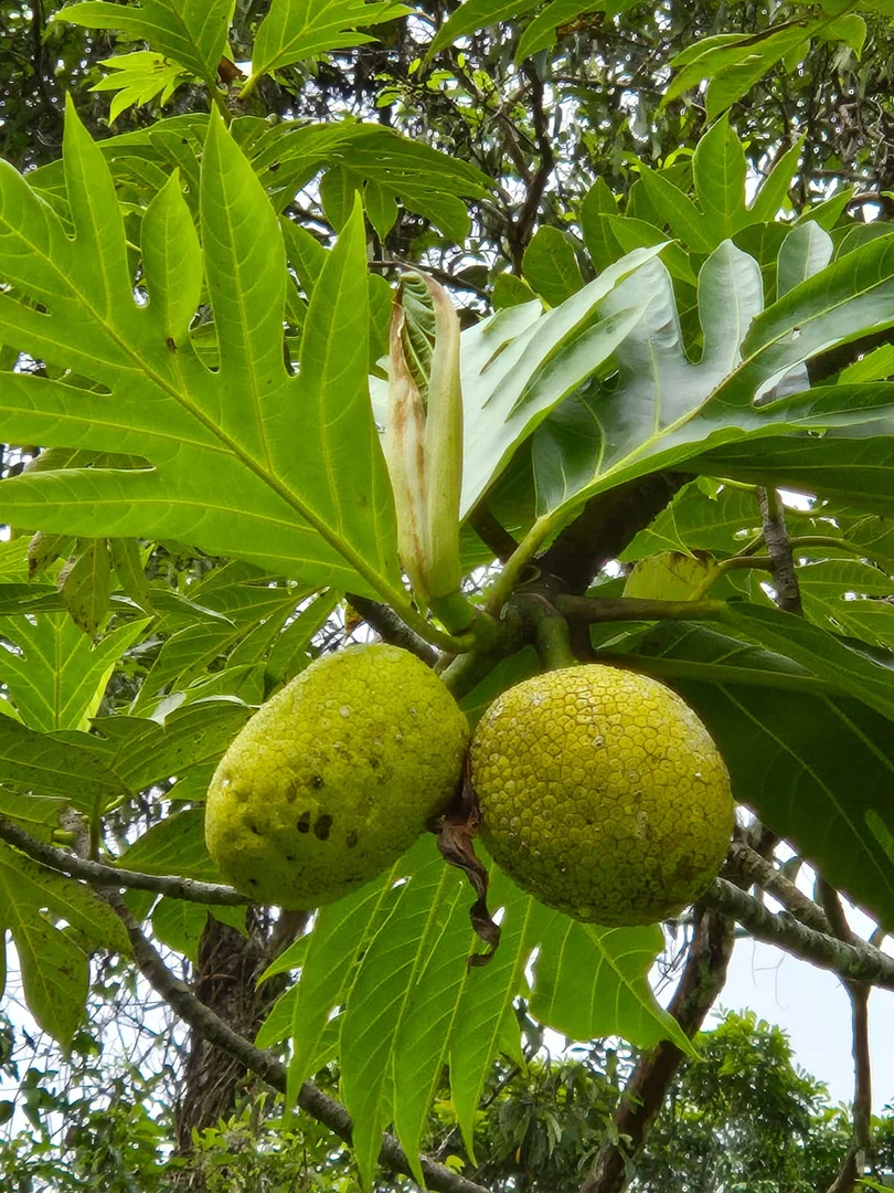 Additional image 20 of 52 Kingfisher Lane, Whyanbeel QLD 4873