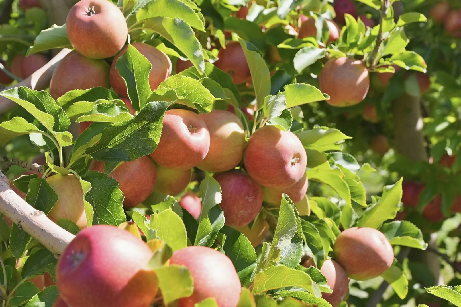 Additional image 24 of 161 John Lees Drive, Dilston TAS 7252