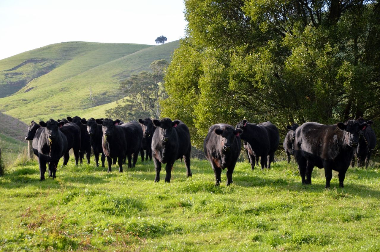 130 & 175 Schmidts Road, Poowong East VIC 3988 House for Sale