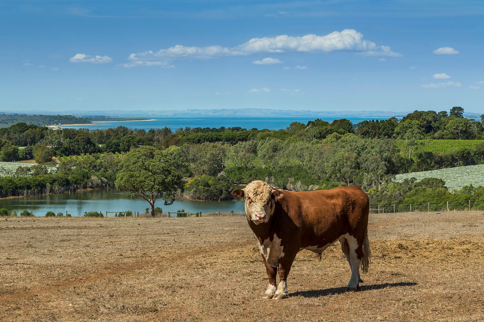 70 Thompsons Lane, Merricks VIC 3916, Image 0