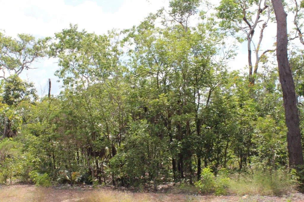 Additional image 12 of 155 Serrata Road, Dundee Downs NT 0840