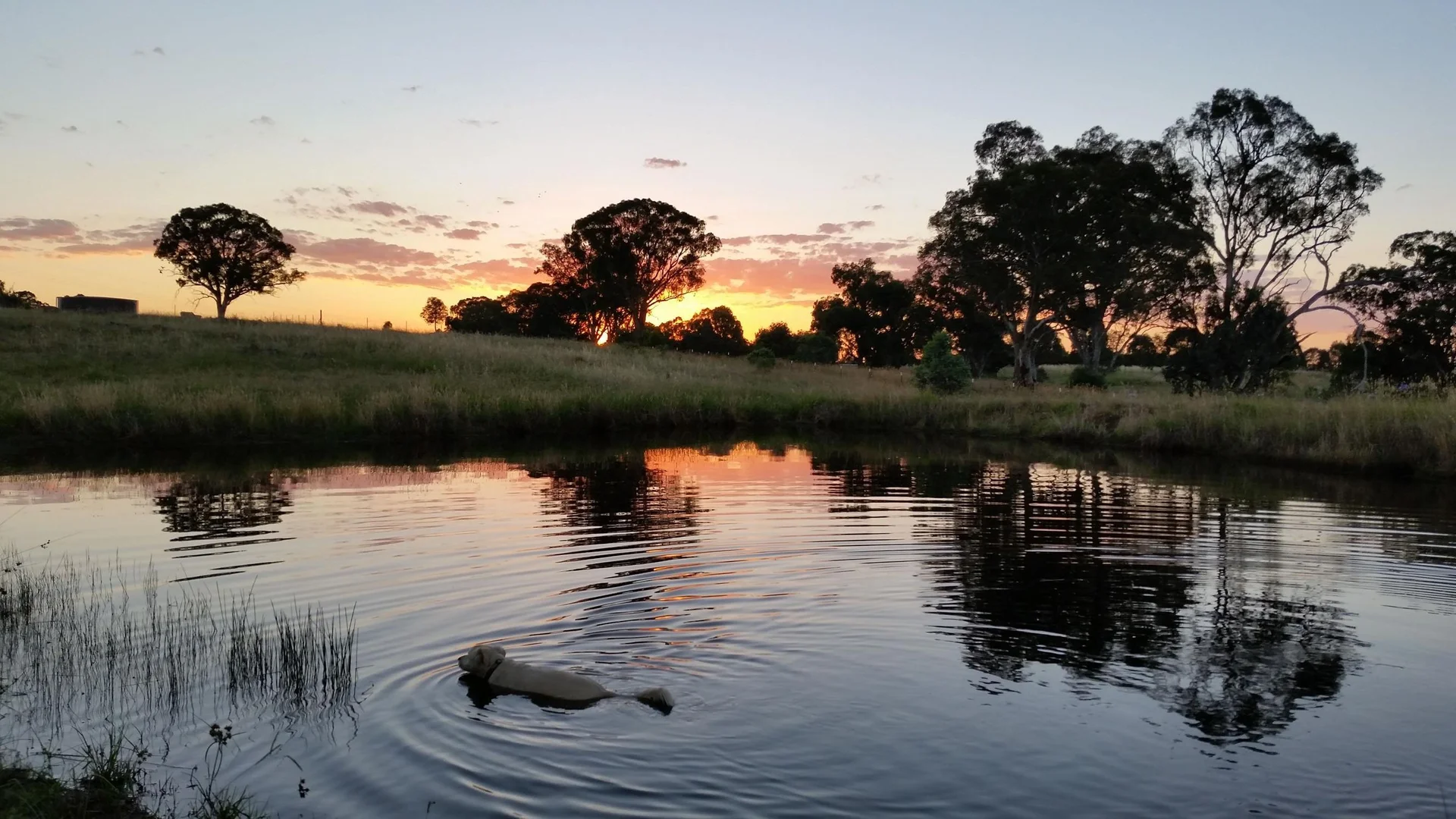 Additional image 22 of 5 STRINGYBARK PLACE, Manton NSW 2582