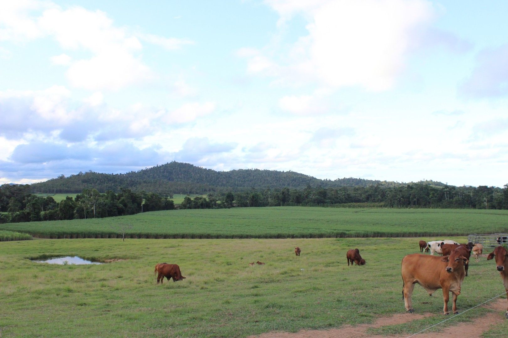 El Arish QLD 4855 House for Sale Domain