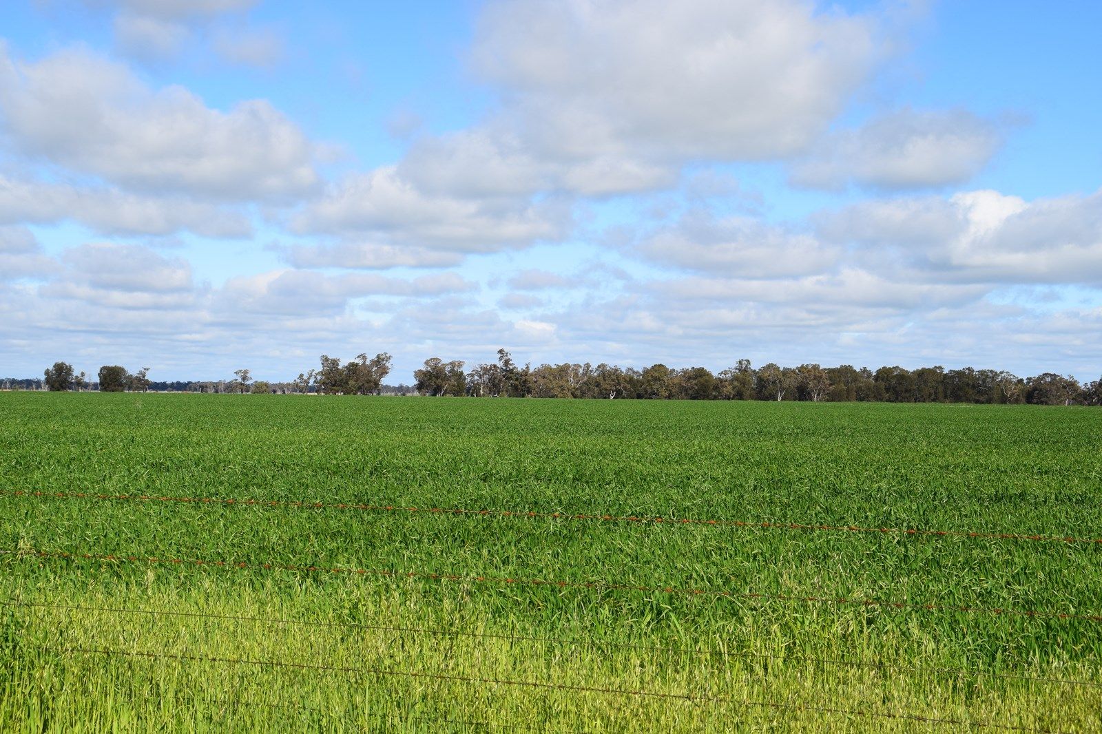 "Keema" Pineview Road, COLLIE NSW 2827, Image 2