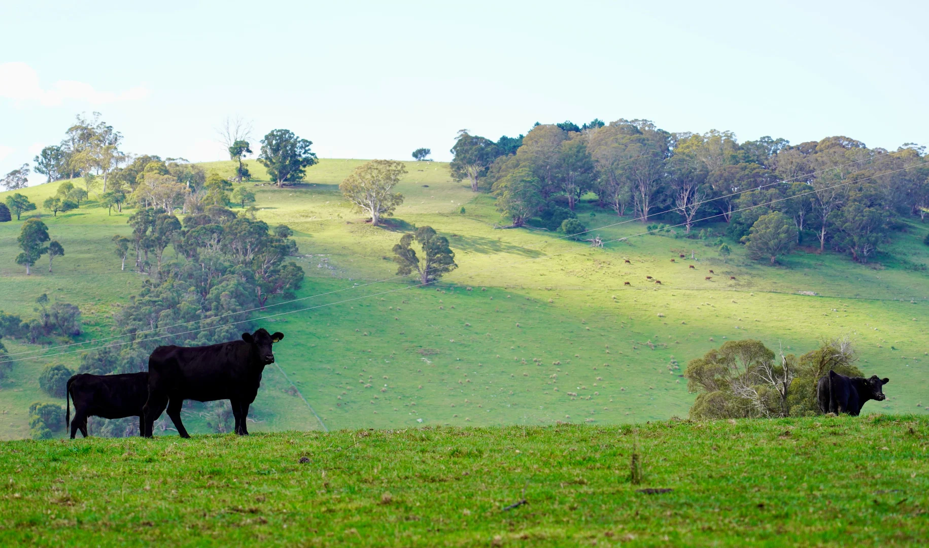 Additional image 22 of 383 Mozart Road, Mozart NSW 2787