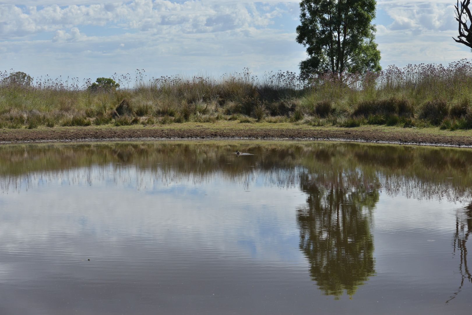 1896 Boxridge Road, Purlewaugh NSW 2357, Image 1