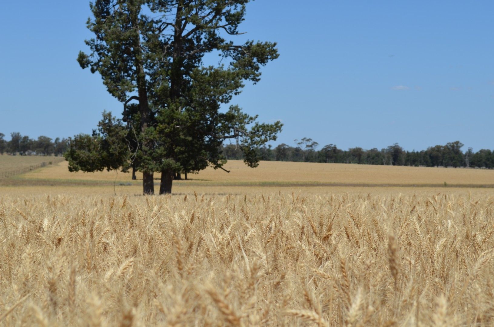 'Part Greendale' Mandamah Forest Road, Ariah Park NSW 2665, Image 0