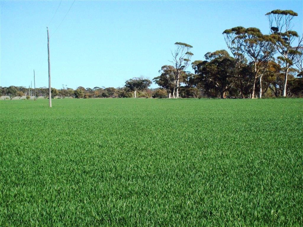 Cunderdin WA 6407, Image 1