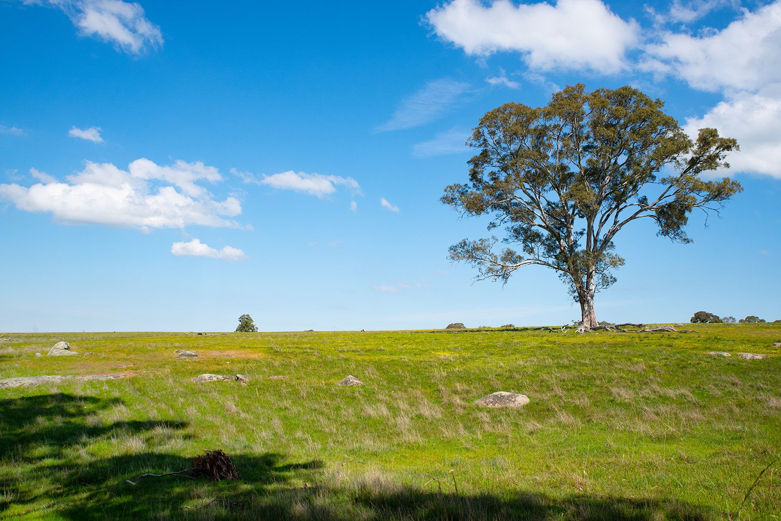 561 Bendigo-Sutton Grange Road, Elphinstone VIC 3448, Image 1