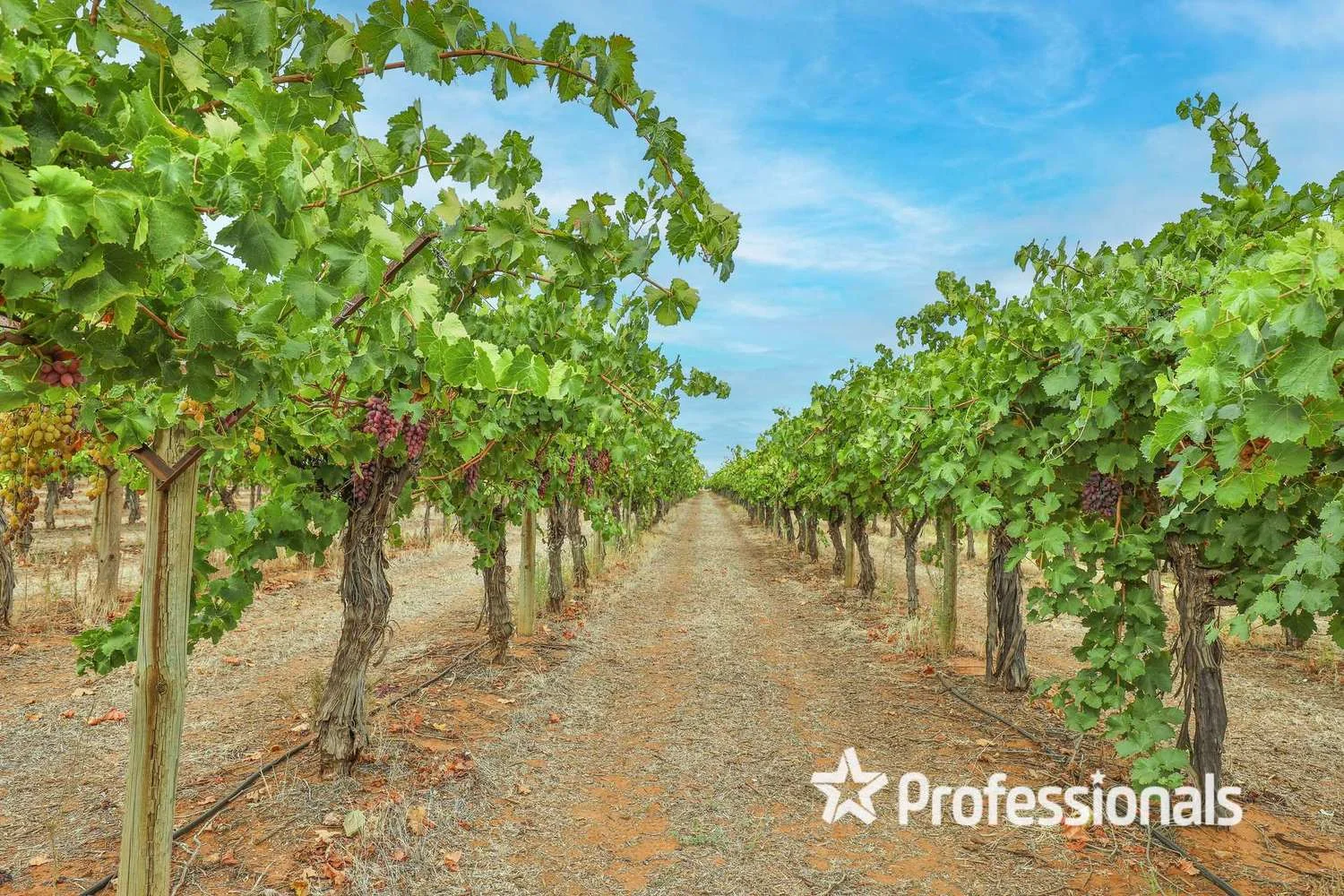 Additional image 14 of 405 Euston Avenue, Red Cliffs VIC 3496