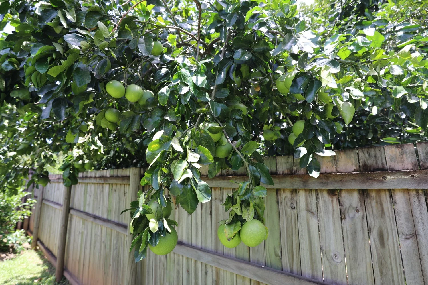 Additional image 27 of 23 Osborn Crescent, Edmonton QLD 4869