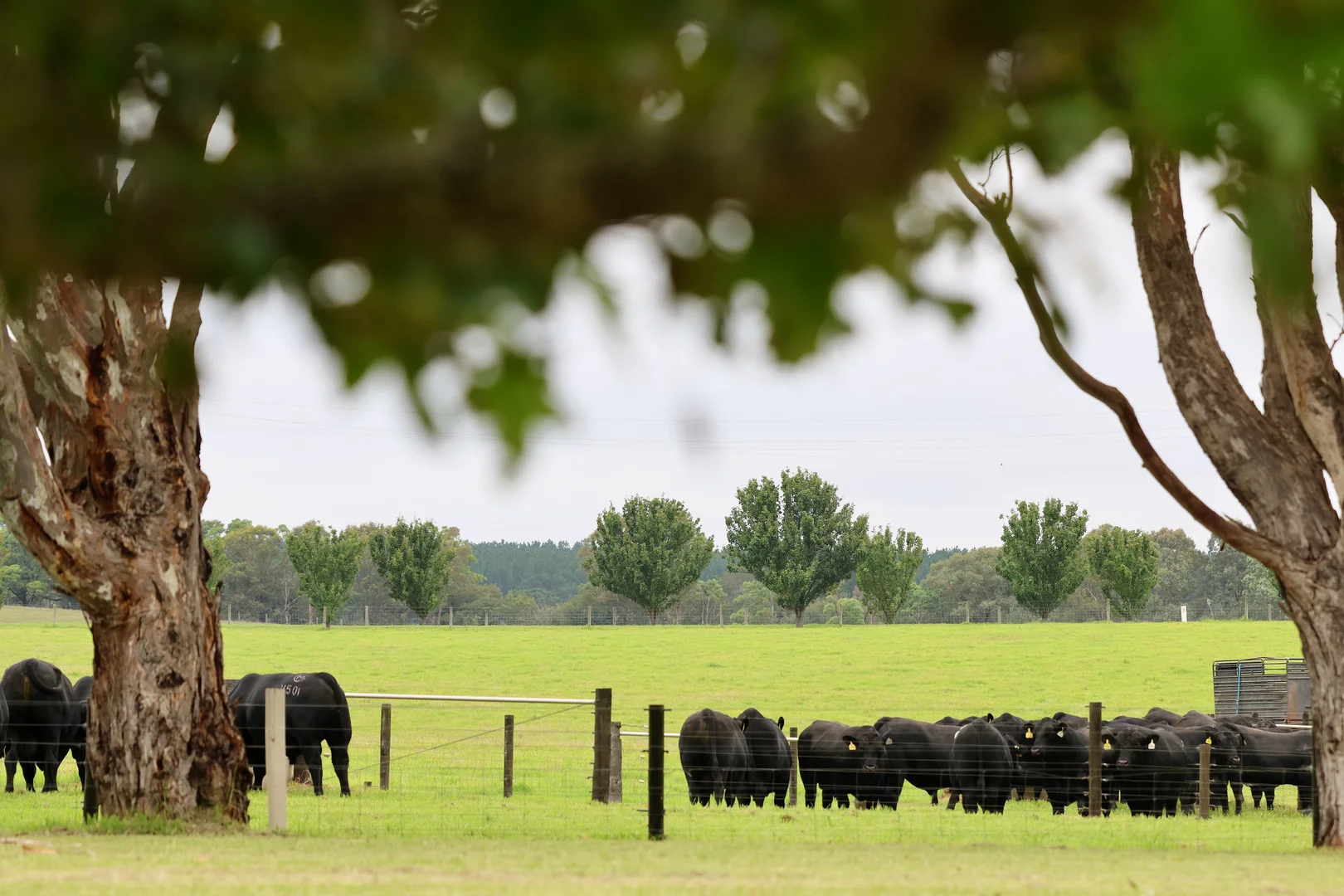 Additional image 25 of 103 Kellys Road, Longford VIC 3851