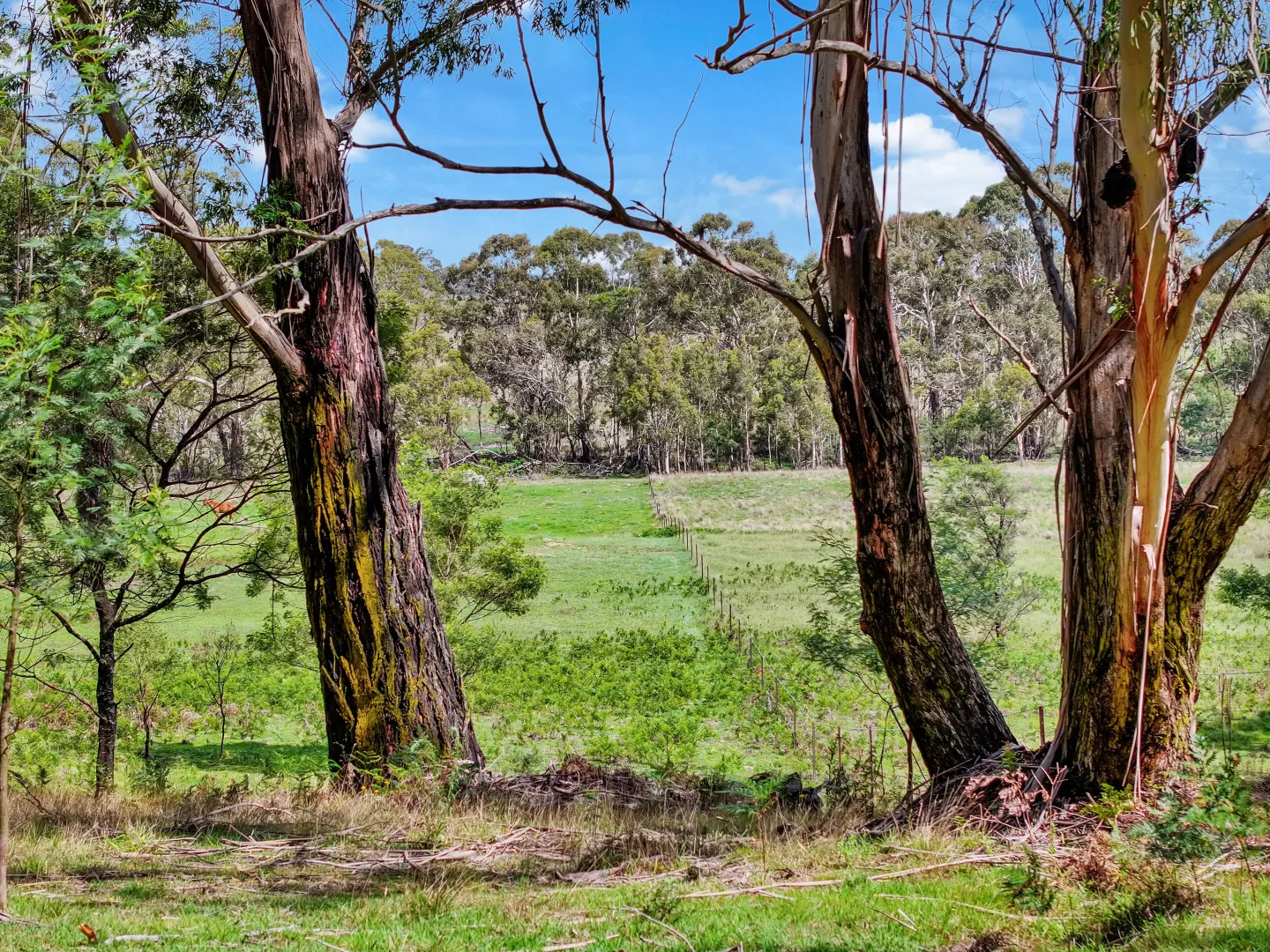 Additional image 12 of 195 Halls Lane, Braidwood NSW 2622