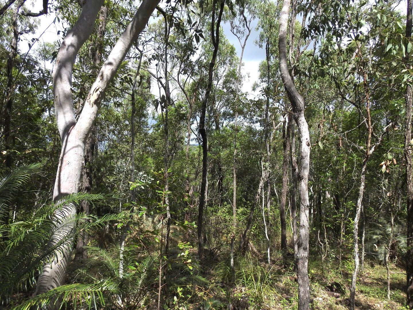 LOT 36 Whitsunday Dr, Bloomsbury QLD 4799 Vacant Land for Sale