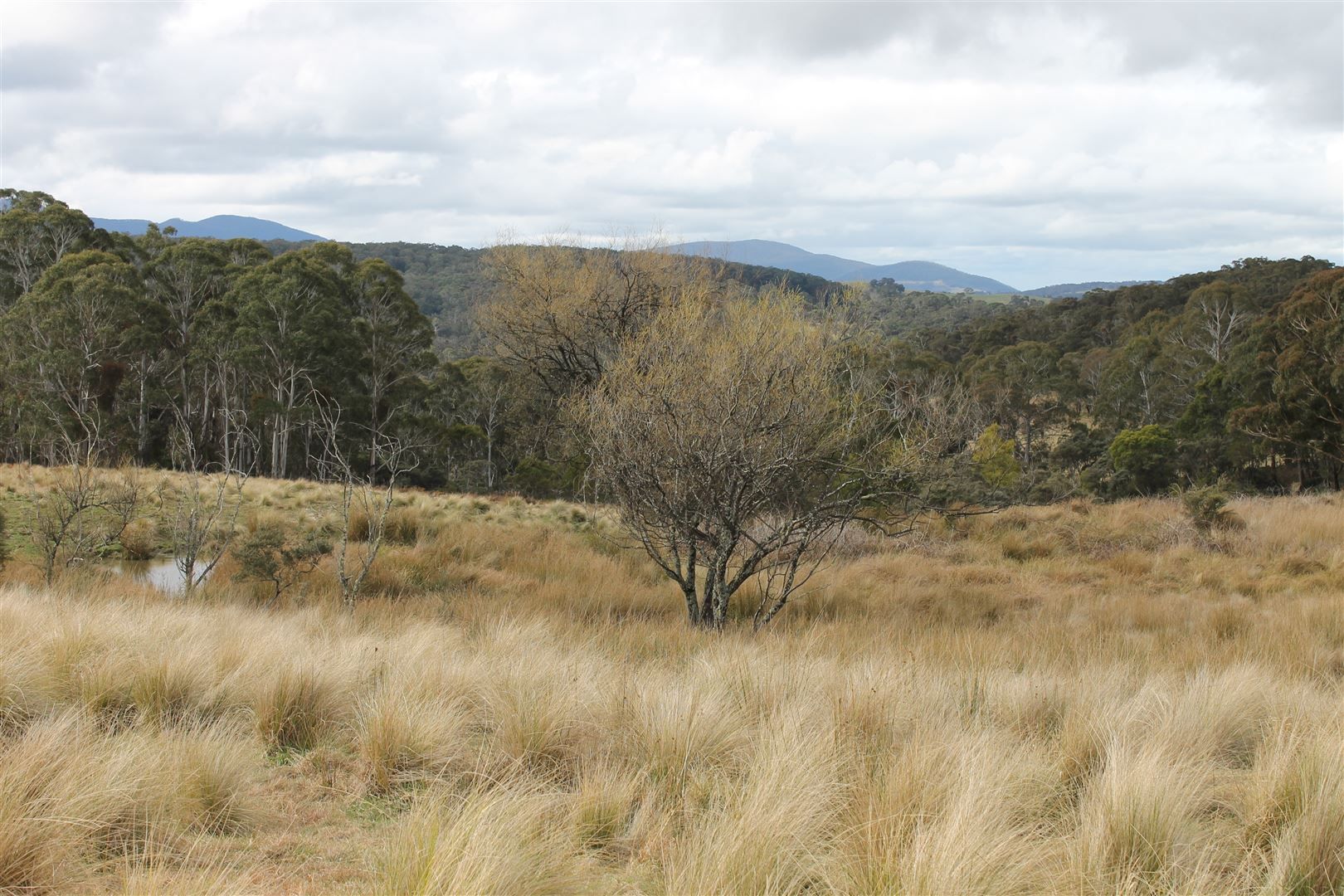 Braidwood NSW 2622 Specialist Farm for Sale Domain