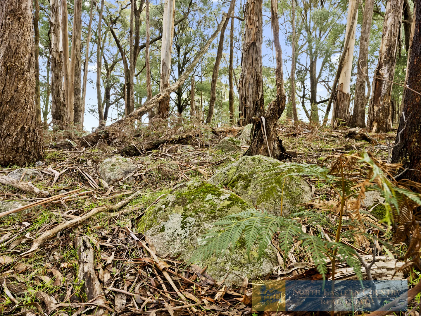 Image 13