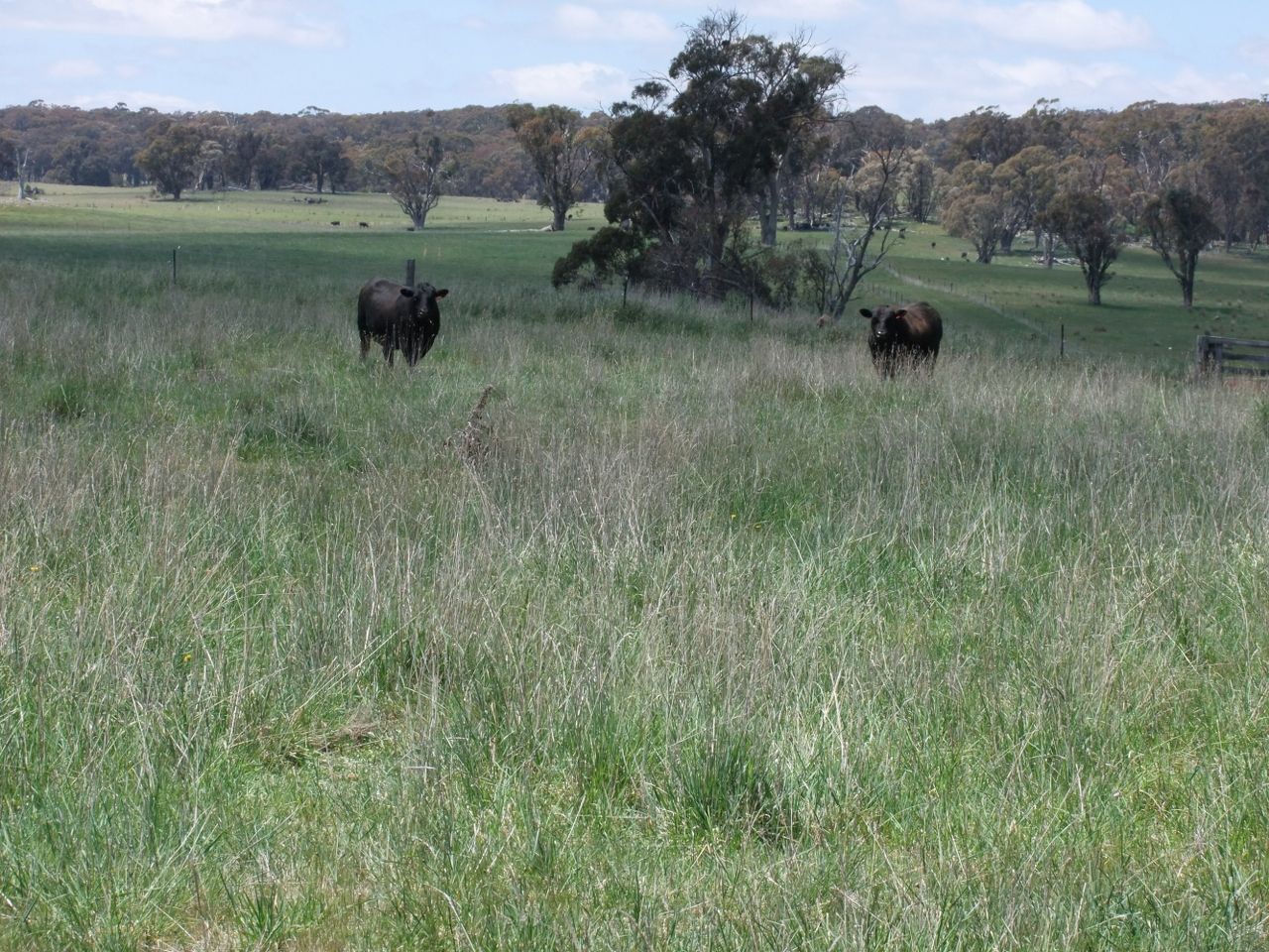 Neville NSW 2799, Image 2