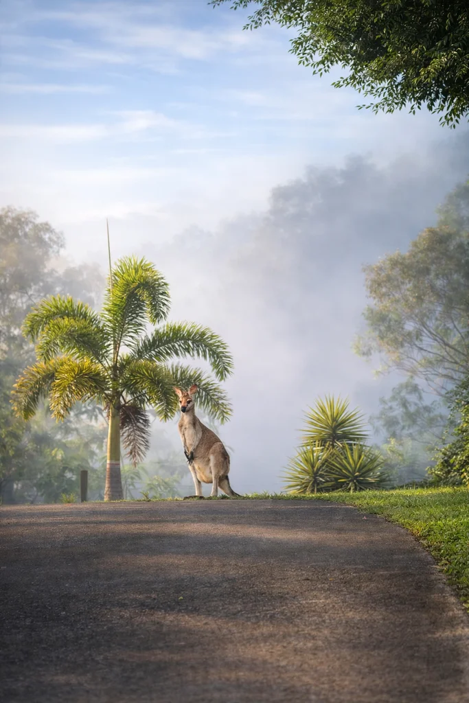 Additional image 8 of 82-86 Kooralbyn Drive, Kooralbyn QLD 4285