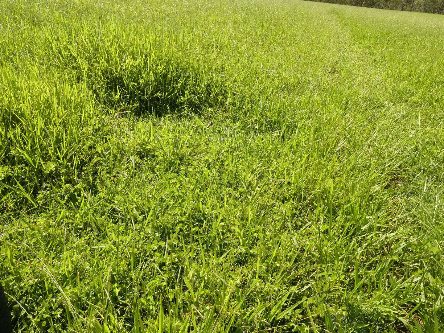 Additional image 14 of 510 Promisedland Road, Promisedland QLD 4660