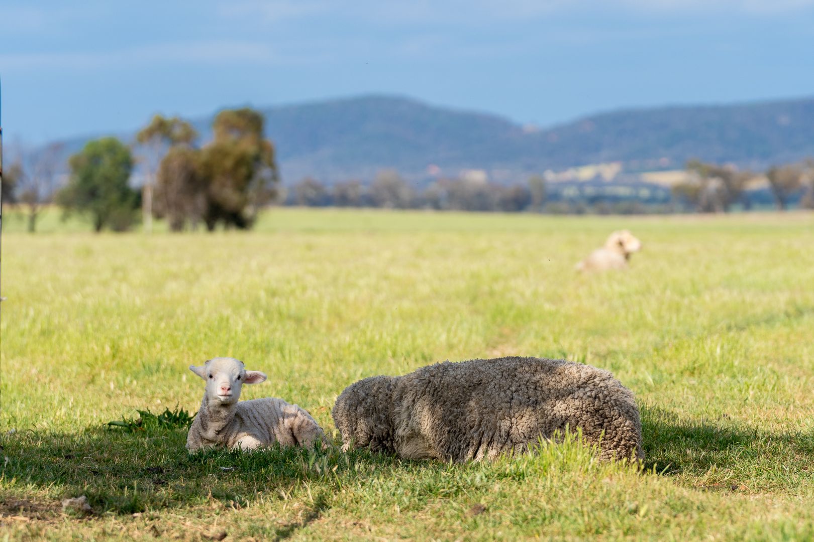 'North Calare' 29 Gurneys Road, Cowra NSW 2794, Image 2