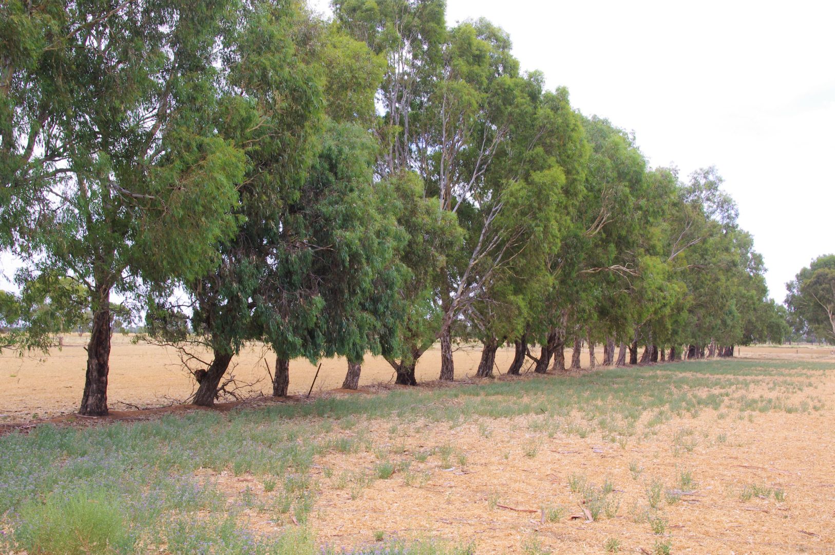 1086 Rendells Road, Numurkah VIC 3636, Image 1