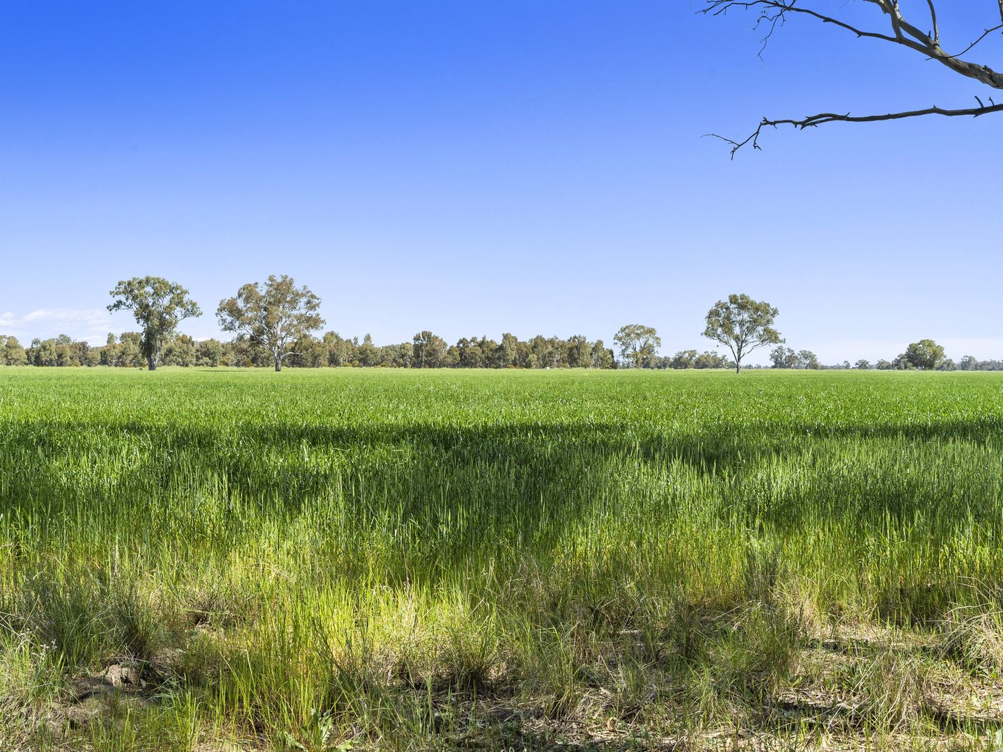 1098 Bearii East Road, Strathmerton VIC 3641, Image 2