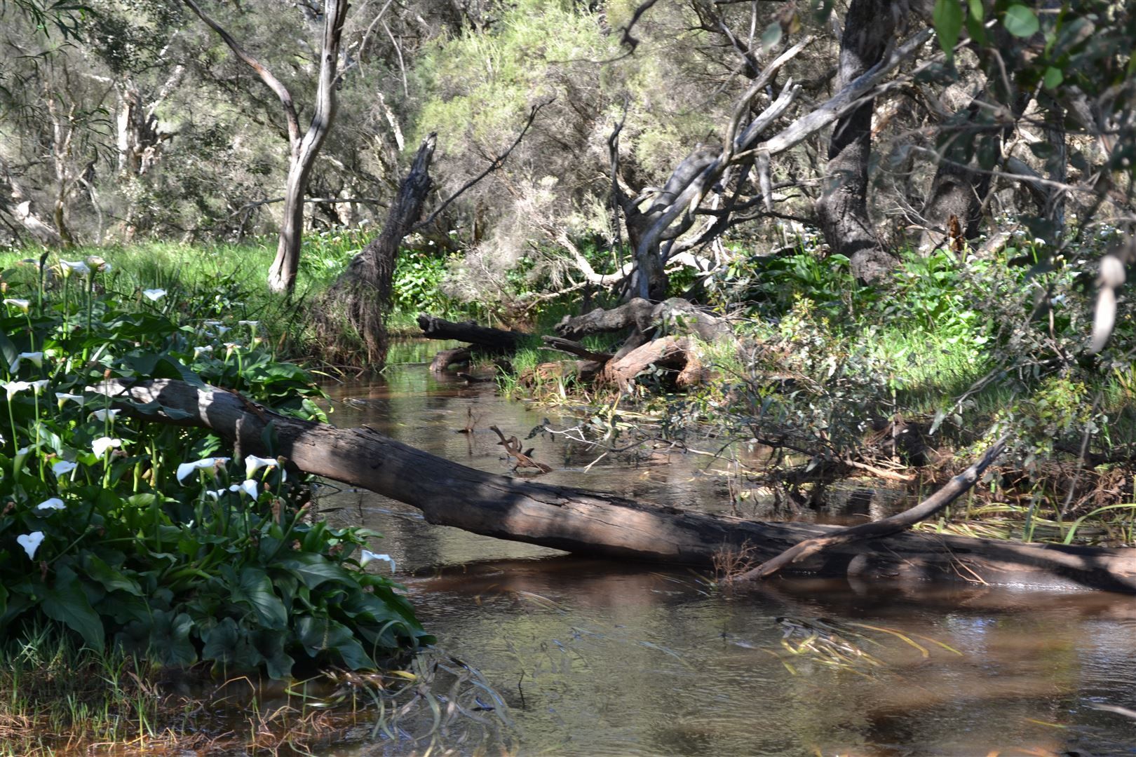 Vacant land in 104 Robinson Street, GINGIN WA, 6503