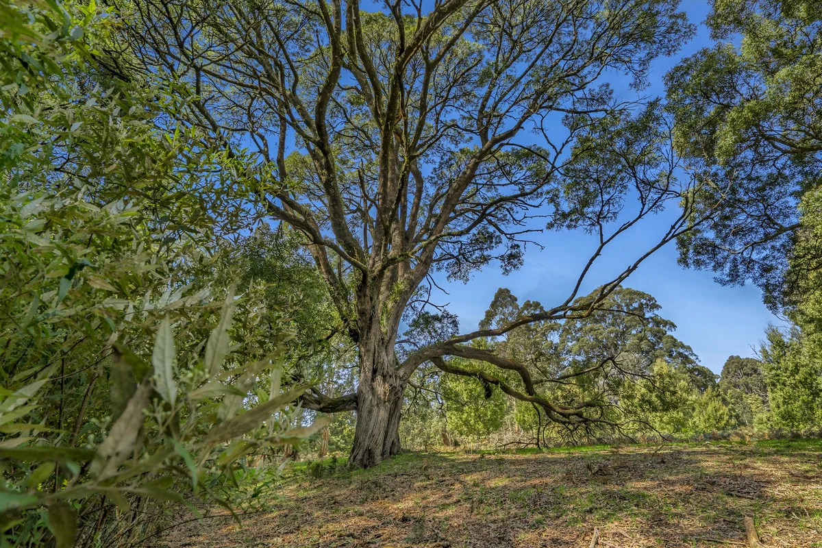Image 13