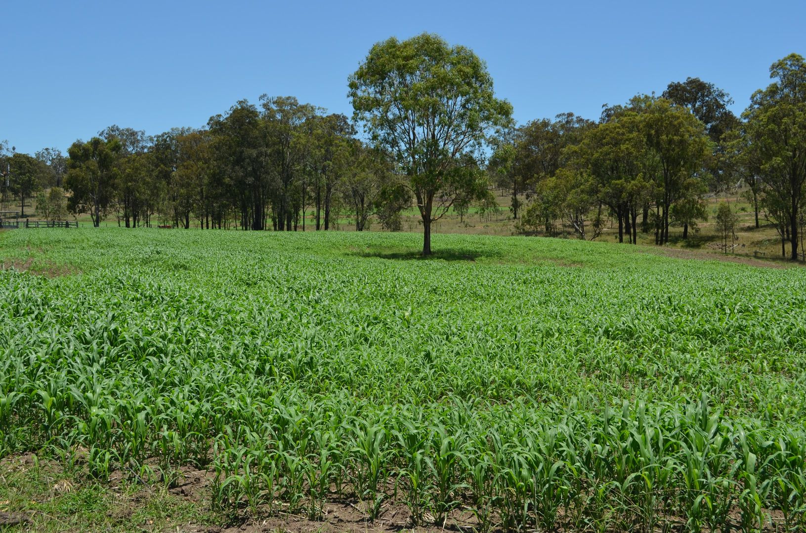 Lot 1 New England Hwy, Coalbank QLD 4352, Image 2