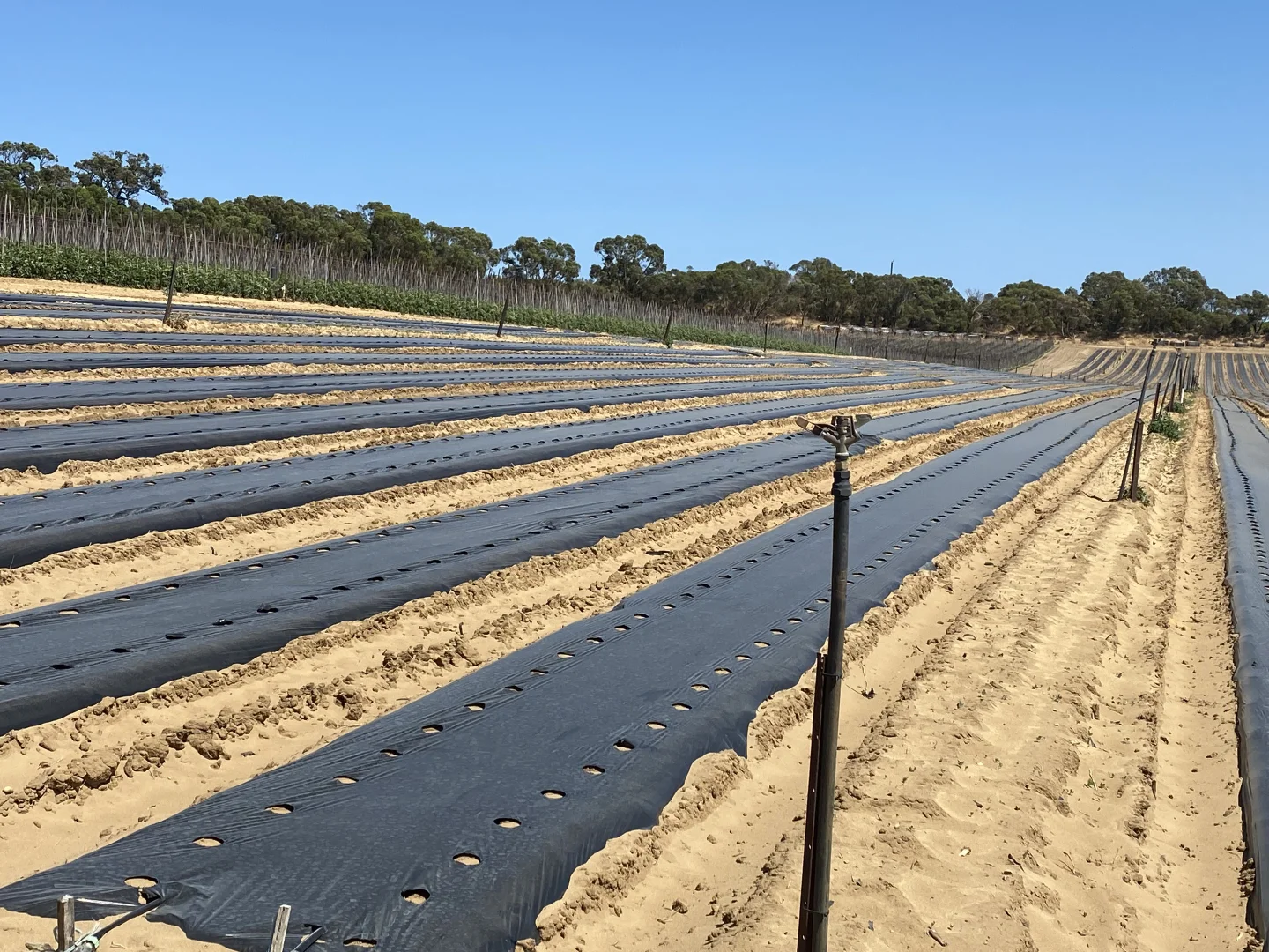 Additional image 19 of 440 Old Yanchep Road, Carabooda WA 6033