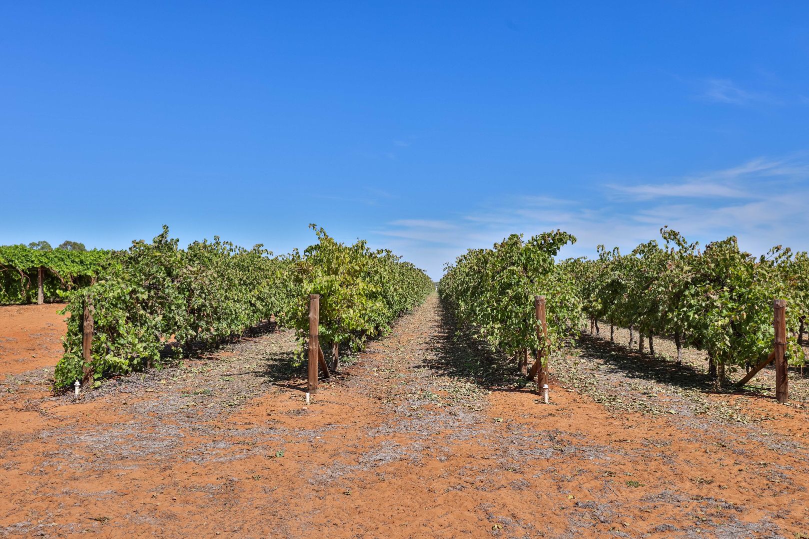 Lot 2 Lowan Avenue, Red Cliffs VIC 3496, Image 1