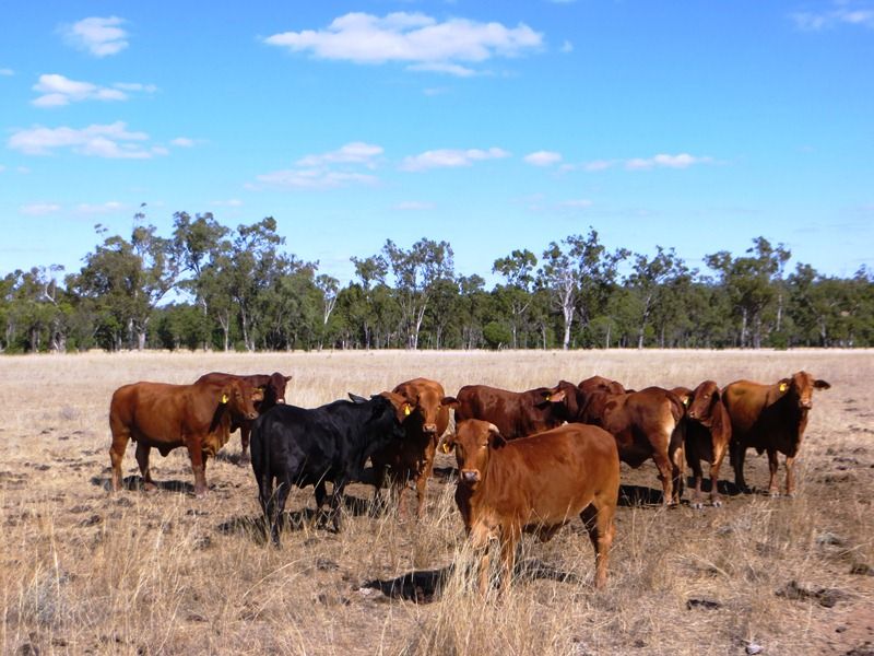 THE CHEQUERS, Dulacca QLD 4425, Image 0