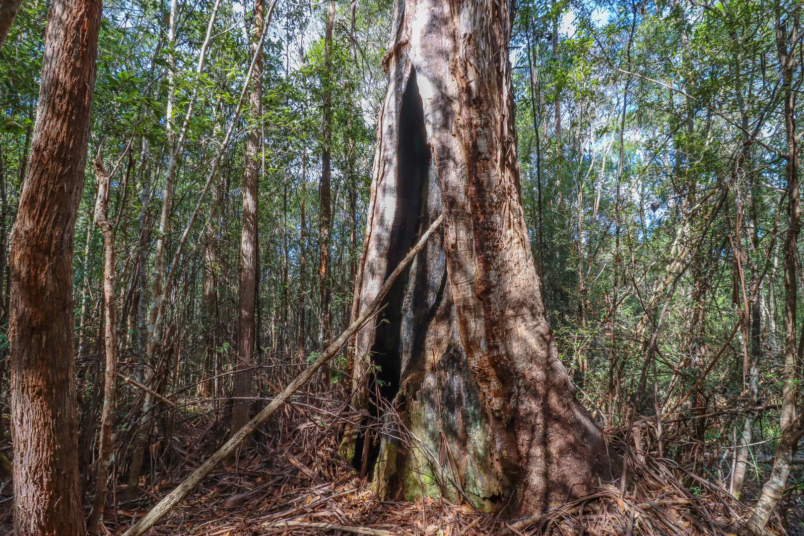 Additional image 25 of 1 Link Road, Lonnavale TAS 7109