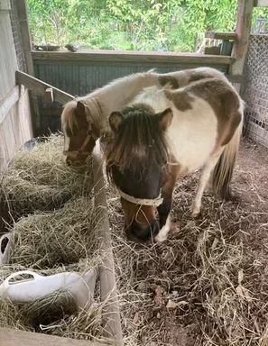 Additional image 68 of 103 Rural Road, Nanango QLD 4615