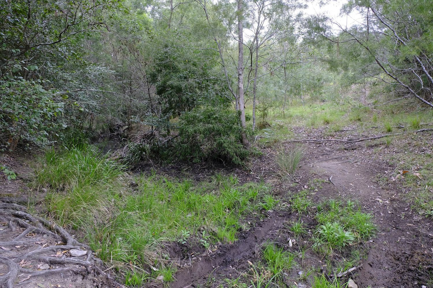 Lot 2 Prices Creek Road, Bunyah NSW 2429, Image 2