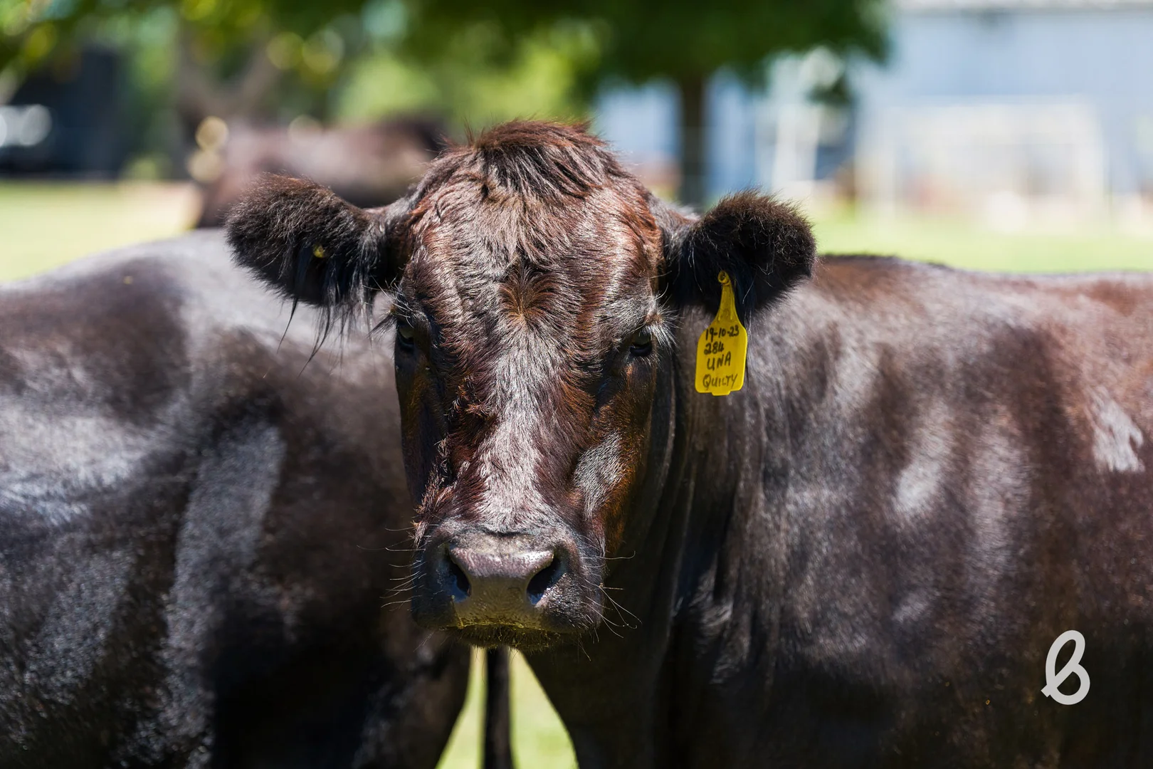 Additional image 22 of 15 Ada Street, Singleton NSW 2330