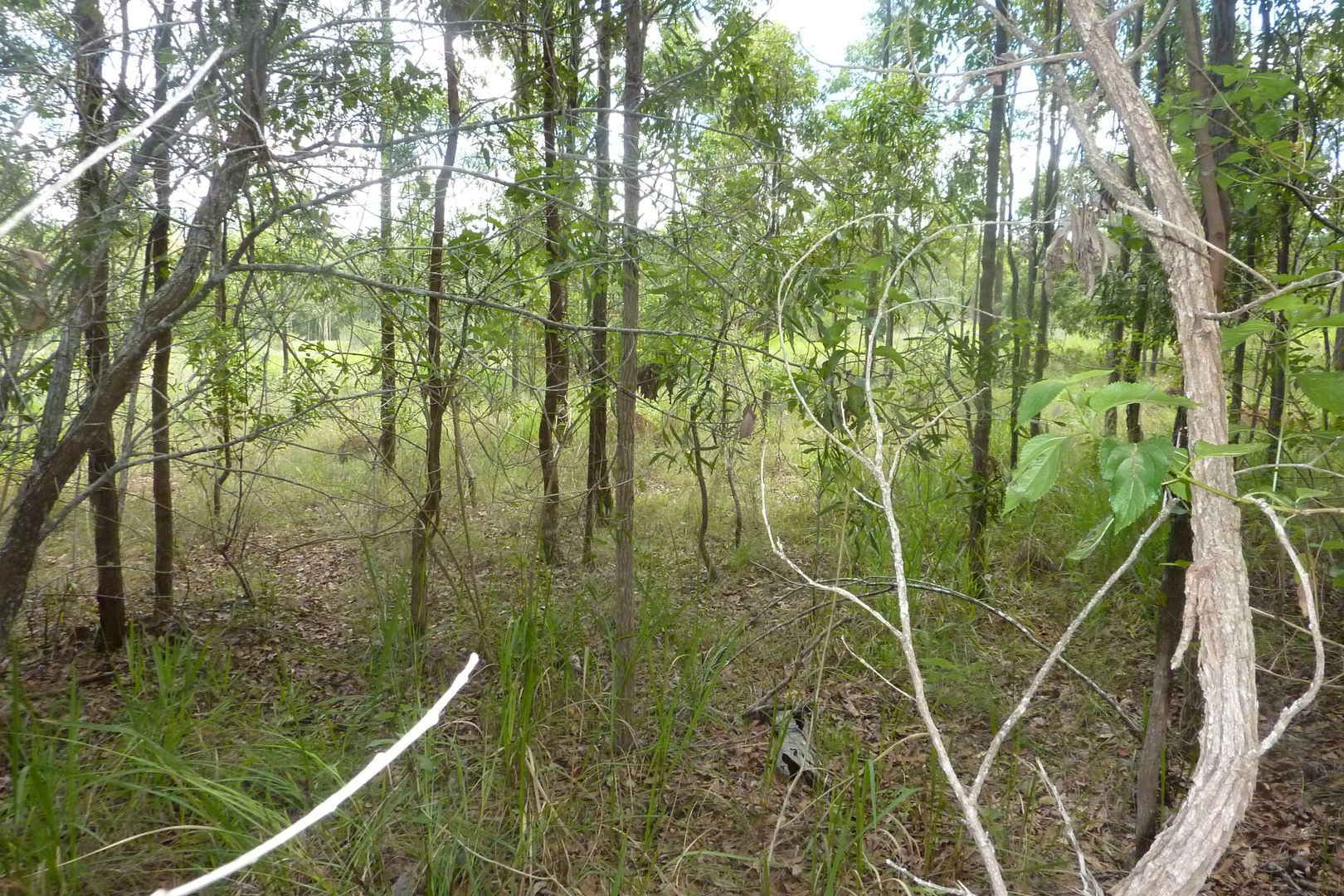 Wondecla QLD 4887, Image 2