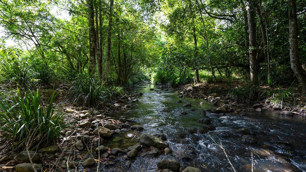 4 bedrooms Rural in 1719 Mooral Creek Road MOORAL CREEK NSW, 2429