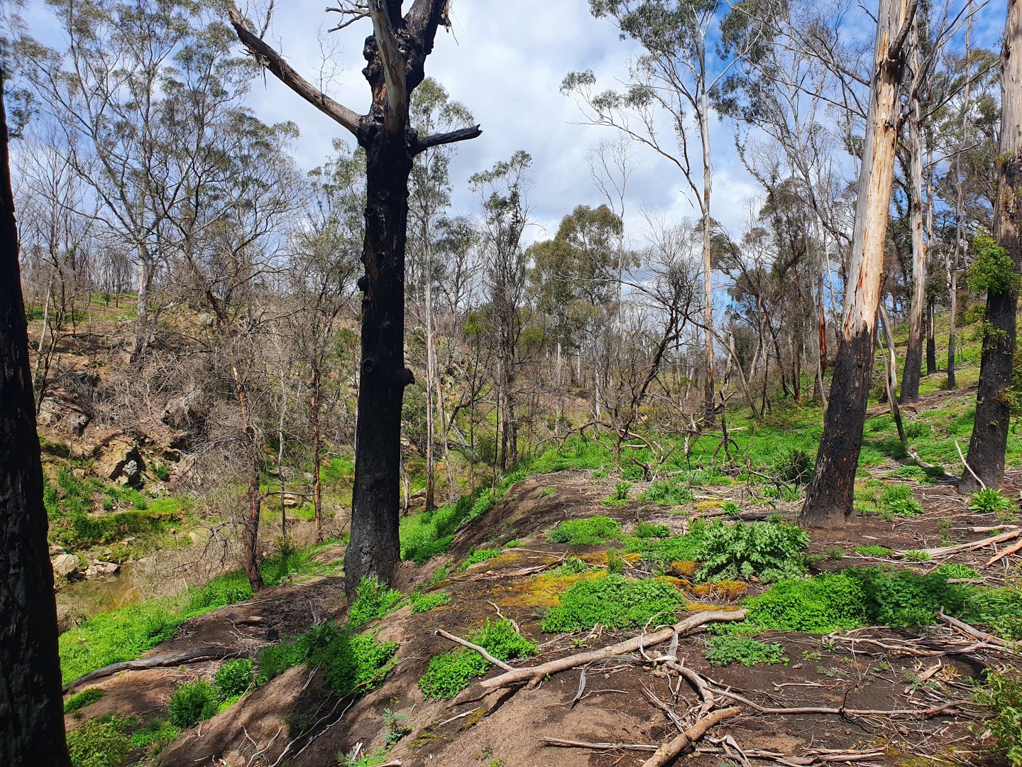 Lot 19 Ningee Nimble Creek Road, Tomboye, Braidwood NSW 2622, Image 1