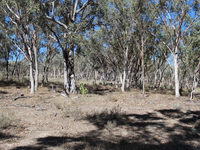 Lot 29 Gulf Road, Emmaville NSW 2371, Image 2