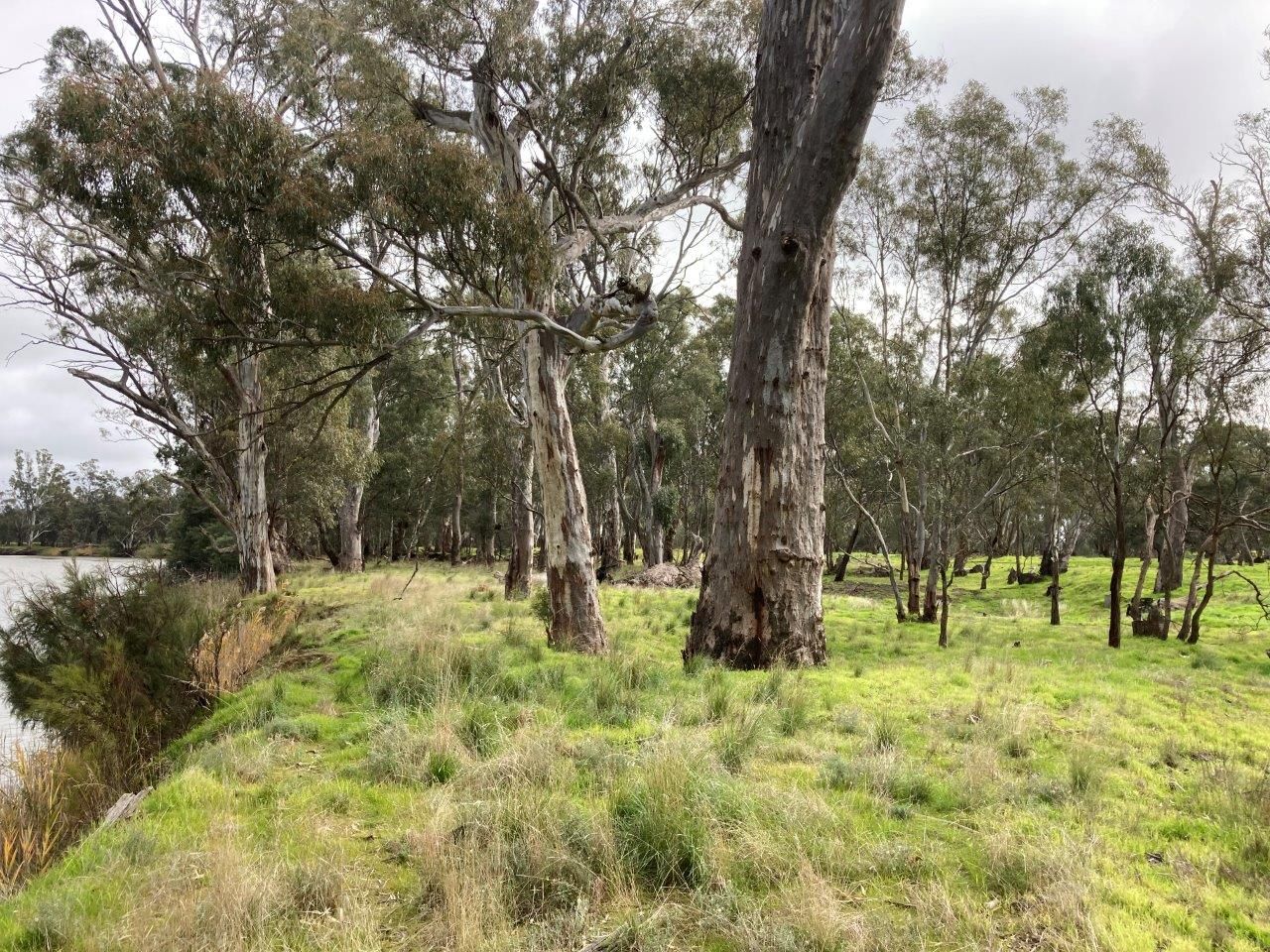 Lot 2 Perricoota Road, Moama NSW 2731, Image 1